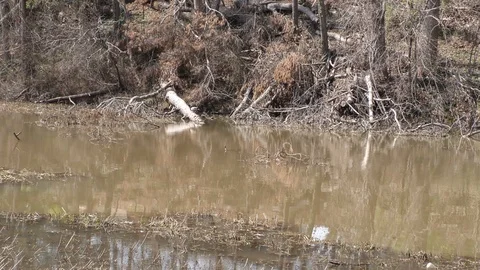 Georgia, Cauble Park, Dead trees, grass and bushes along the edge of the cove Stock Footage 87809644