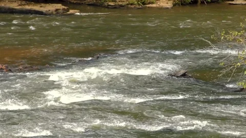 Georgia Chastatee River A pan left to right across the rapids on the Chesta Stock Footage 140029964