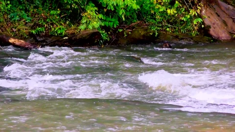 Georgia Chastatee River A view of several rapids on the Chestatee River Stock Footage 140047115