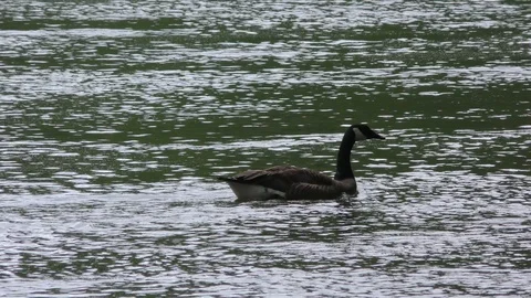 Georgia, Don White Park, The camera follows a Canada Goose swimming on the Ch Stock-Footage 89818539