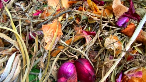 Georgia Farm Compost Bin Full Of Red Onions And Hay, Close Up Shot In 4k Stock Footage 138539369