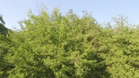 Georgia Stock Footage 86088769