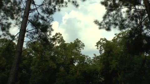 Georgia Forest Clouds Time-lapse Video stock 40057403