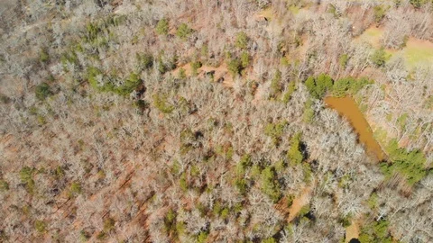 Georgia Forest winter Stock Footage 126681561