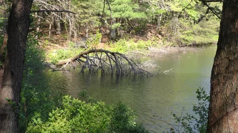 Georgia Fort Mountain A dead tree leaning into Fort Mountain Lake Stock Footage 108943884