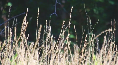 Georgia Grass Backlit Stock Footage 4915795
