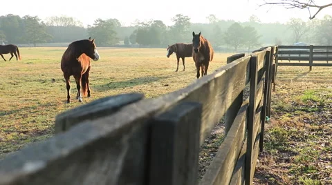 Georgia Horse Farm Fence Ranch Stock Footage