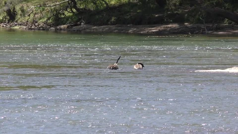 Georgia, Jones Bridge Park, Two Canada geese washing an feeding on the Chatta Stock Footage 88677366