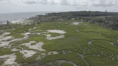 Georgia Marsh Video stock 148594956