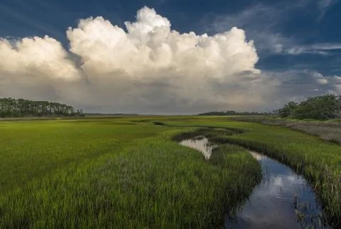 Georgia marsh Stock Photos