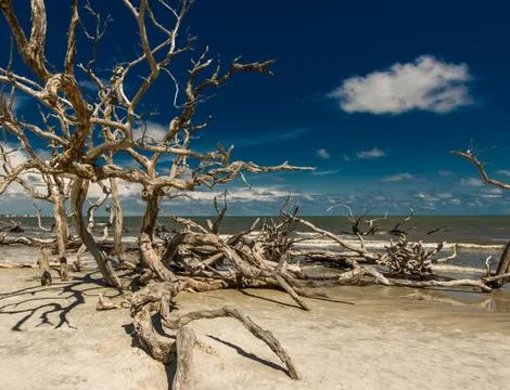 Georgia marsh Stock Photos