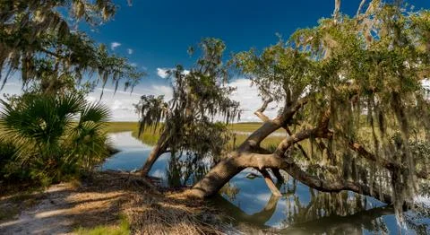 Georgia marsh Stock Photos