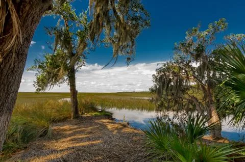 Georgia marsh Stock Photos