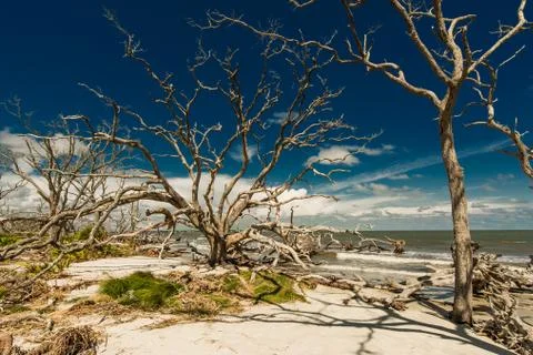 Georgia marsh Stock Photos