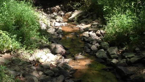 Georgia, Medlock Bridge, A zoom in on a tiny creek that flows into the Chatta Vidéo 93648991