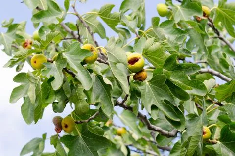 Georgia, Mtskheta, Feigenbaum Stock Photos