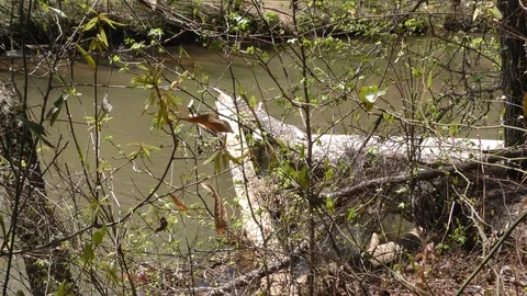 Georgia, Olde Rope Mill Rd Park, Dead trees hanging over and in the Little Ri Stock Footage 88441954