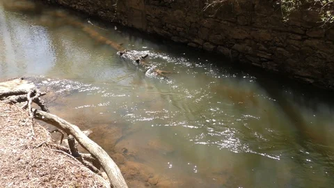 Georgia, Olde Rope Mill Rd Park, Looking at water flowing in the raceway with Vidéo 88447654