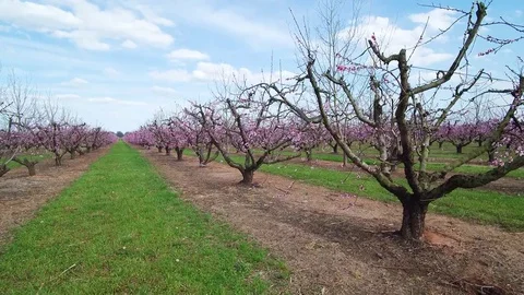 Georgia Peach Trees Blooming Stock Footage