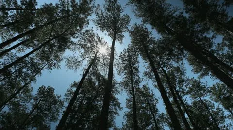 Georgia Pines Stock Footage 11060083