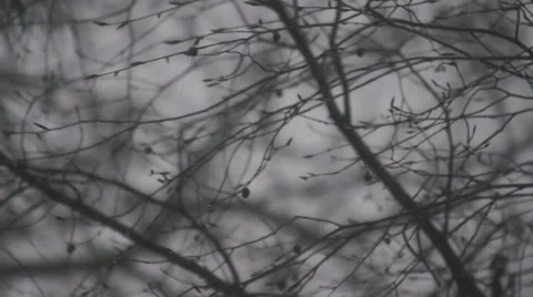 Georgia Rain Stock Footage 1105728