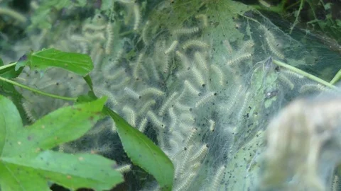 Georgia in Summer, Hundreds of fall webworms on a tree in Cochern Shoals Park Stockbeeldmateriaal 95096345