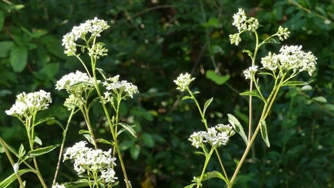 Georgia in Summer, A patch of white thoroughwort flowers growing along the Ch Stock Footage 95095821
