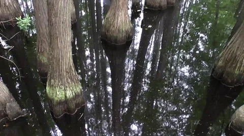 Georgia Swamp Video stock 50710272