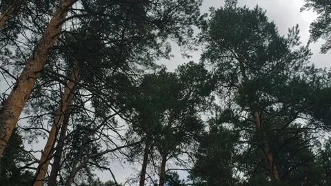 Georgia. The top of the trees in the forest Stock Footage 312500189