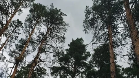 Georgia. View of the treetops in a circle Stock Footage 312500815