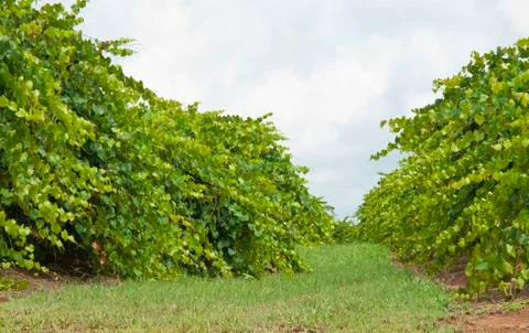 Georgia vineyard Foto stock