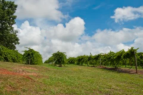 Georgia vineyard 스톡 사진