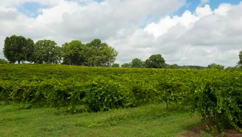 Georgia vineyard 스톡 사진