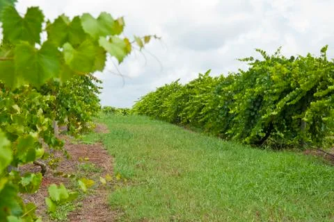 Georgia vineyard Foto stock
