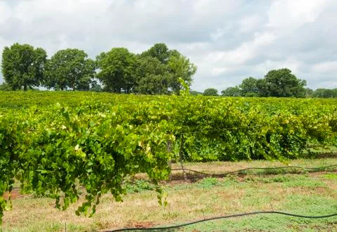 Georgia vineyard 스톡 사진