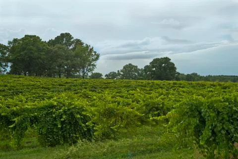 Georgia vineyard Stock Photos