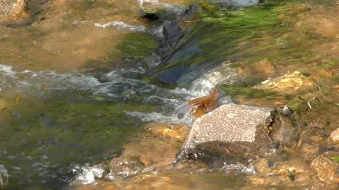 Georgia Vogel Park Springtime  A close up of water flowing over rocks on Wol Stock Footage 153766200