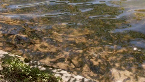 Georgia Vogel Park Springtime  Light reflecting off the surface of the water Vidéo 153755648