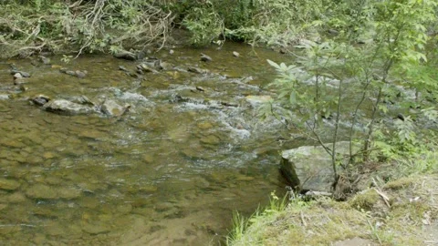 Georgia Vogel Park Springtime  A pan from right to left following the flow o Stock Footage 153752204