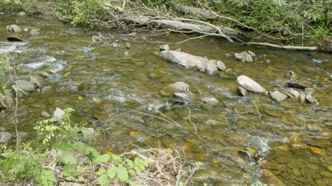 Georgia Vogel Park Springtime  A view of Wolf Creek flowing over rocks with Stock Footage 153757734
