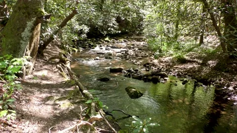Georgia Vogel Park Springtime  A view of Wolf Creek flowing over rocks throu Stock Footage 153768587