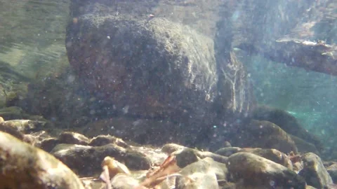Georgia Vogel Park Springtime  A view of a rock and flowing particles underw Stock-Footage 153771381