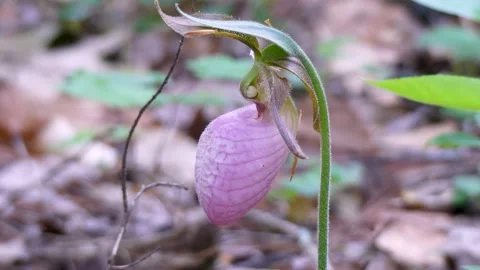 Georgia Vogel Park Springtime  A view of a rare Lady Slipper orchid in the w Stock Footage 153771791