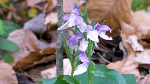 Georgia Vogel Park Springtime  A view of Snowy Orchis growing in the woods o Stockbeeldmateriaal 153777329