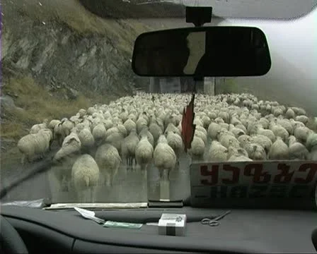 Georgia29sheep on road Stock Footage 21258511