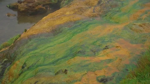 Geothermal Green Yellow Algae Rock Slow Motion Hand Held Camera Pan Stock Footage 258498928