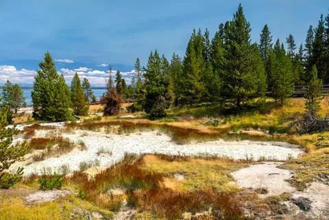 Geothermal pool and pine trees in West Thumb Geyser Basin of Yellowstone Stock Photos