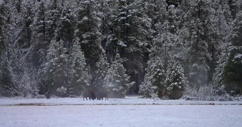Geothermal valley with snow covered trees and bison in Yellowstone spring Stock Footage 339094327