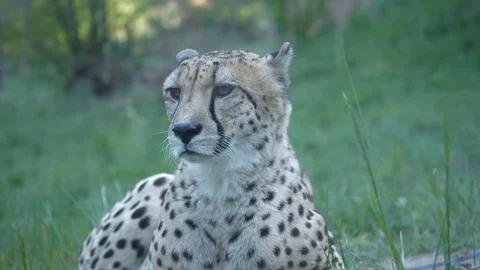 Gepard Stock Footage 123442208