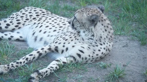 Gepard Stock Footage 123442216